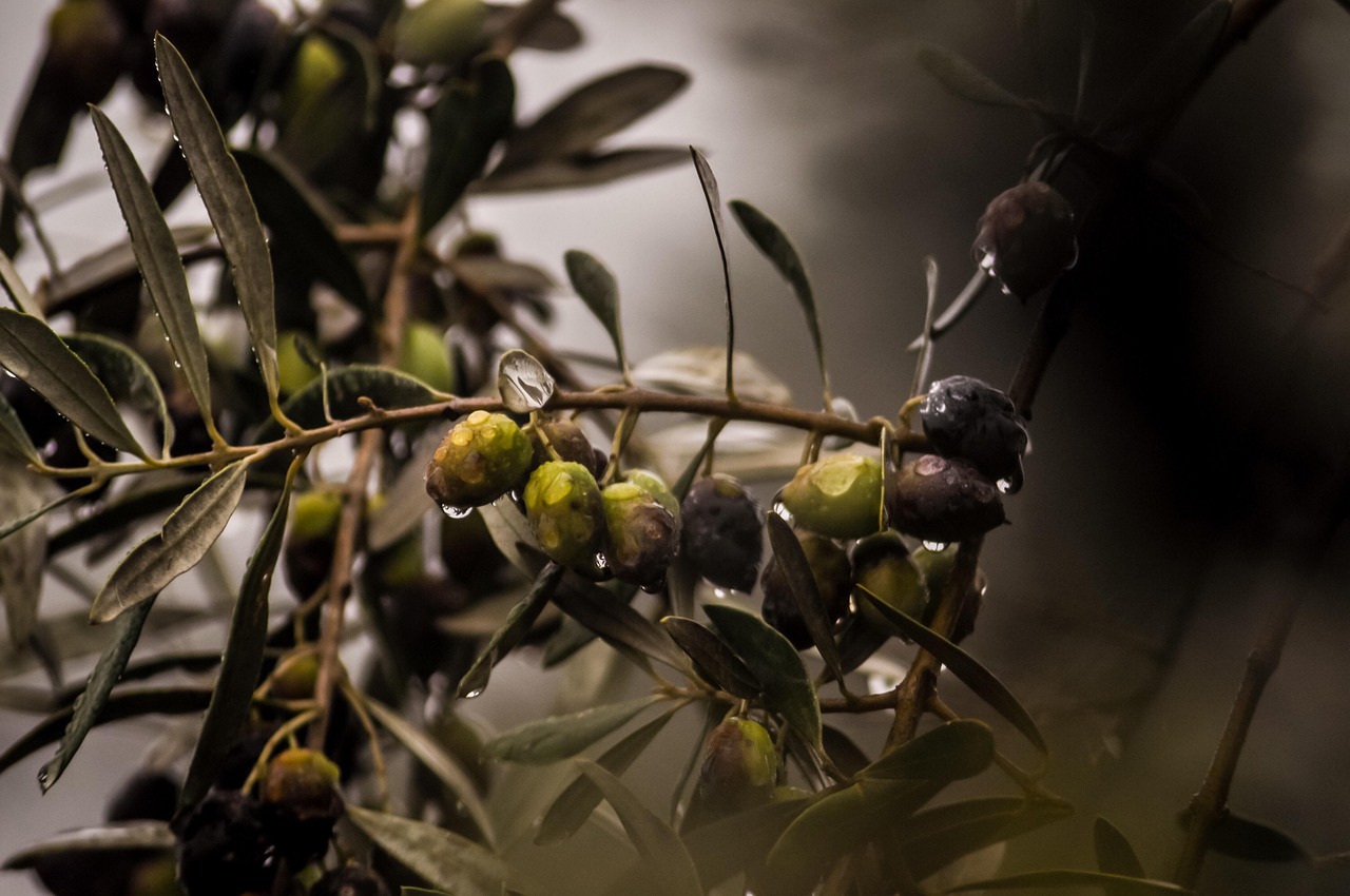 Grekisk Olivolja: En Resa Genom Tid och Smak